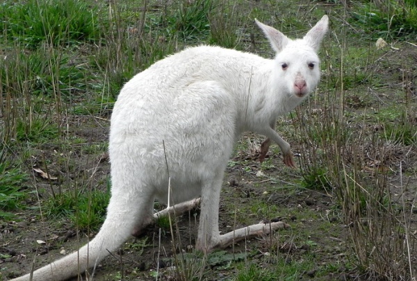 White Kangaroo
