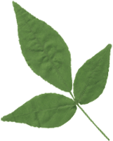 bilva leaves
