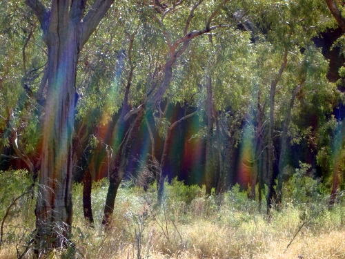 Soldier Trees with rainbows, Uluru