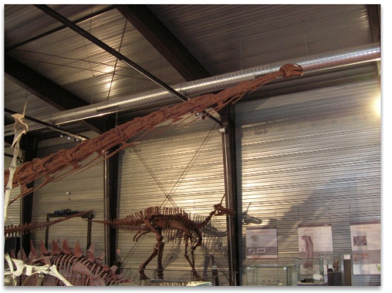 Long-necked dinosaur and (in the background) a smaller dinosaur skeleton in in the museum at Esperaza