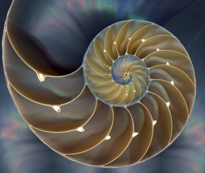 fibonacci sequence