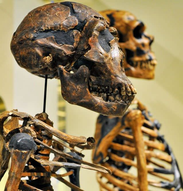 museum skeletons
