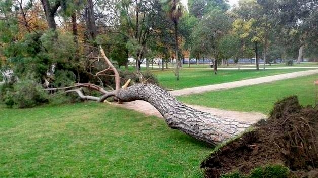 madrid-tree-fallen