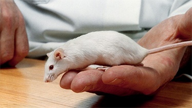 little white mouse