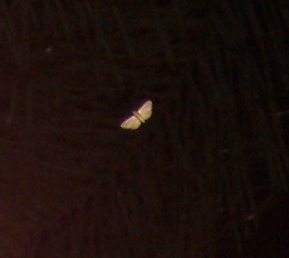 Moth fairy