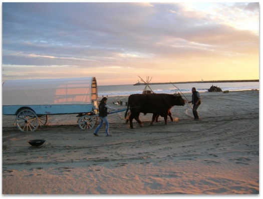 Oxen drawing a wagon across the sands in preparation for the evocation of Les Saintes Maries de la Mer