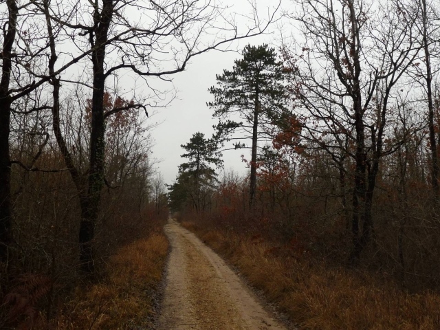 road to the forêt de boixe