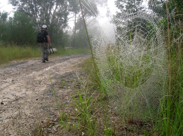 Cameraman walking in the mist with a large spider web nearby