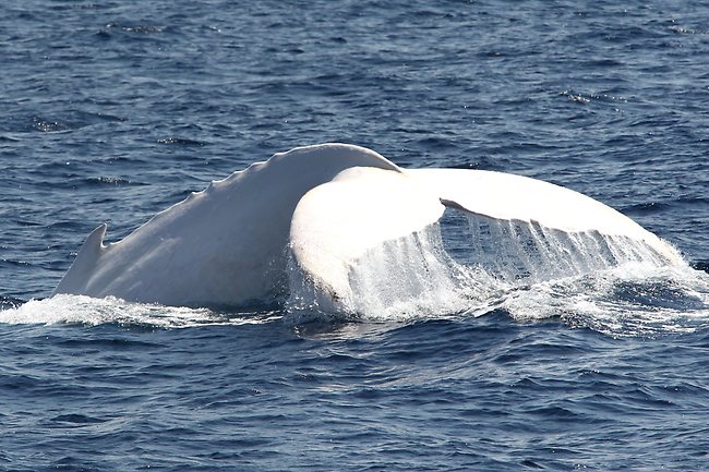 White whale on east coast of Australia
