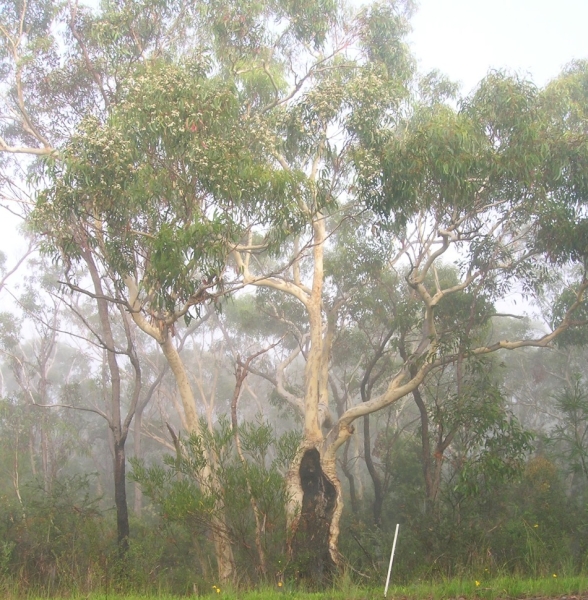 Tree photo in mist nearby Kariong