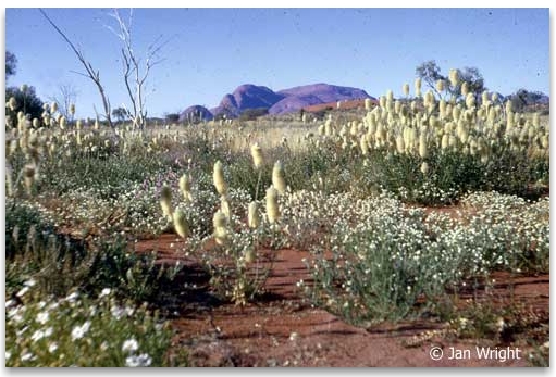 Photo of Banskia and wildflowers nearby The Olgas