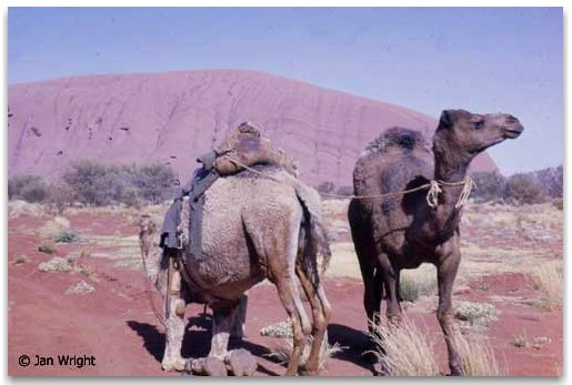 Photo of Camels at Ayers Rock- Uluru