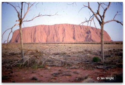 Uluru framed by trees in drought