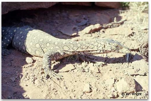 Photo of the Perentie at Ayers Rock (Uluru)