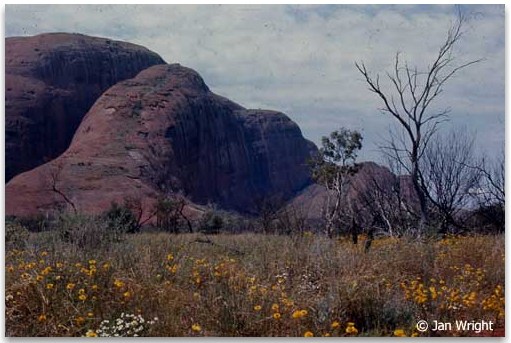 Photo of southern end of The Olgas