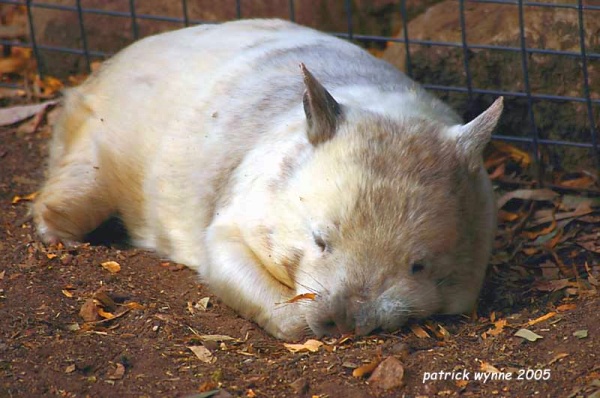 White Wombat