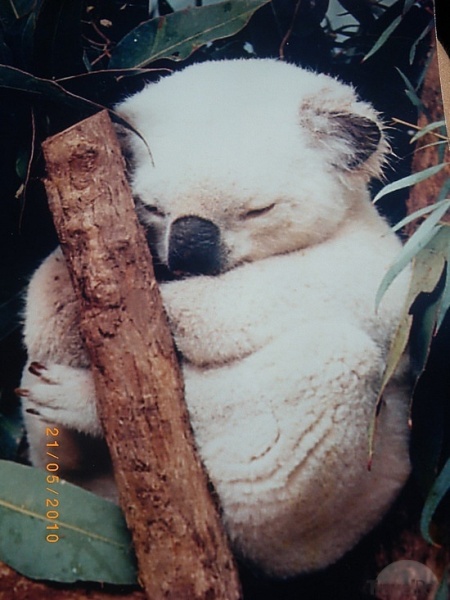 White Joey Koala