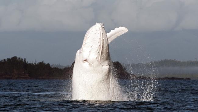 White Humpback Whale - Migaloo