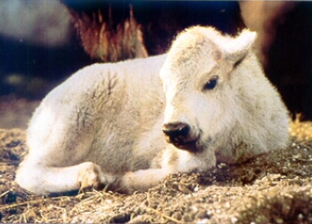 White Buffalo Calf - Miracle