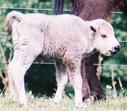 White Buffalo Calf - Miracle 2