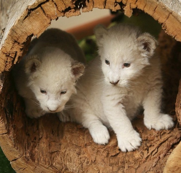 White Lion Cubs of Tasmania