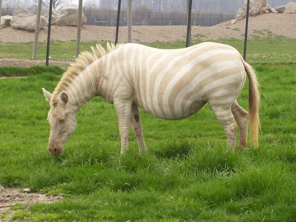 White Zebra
